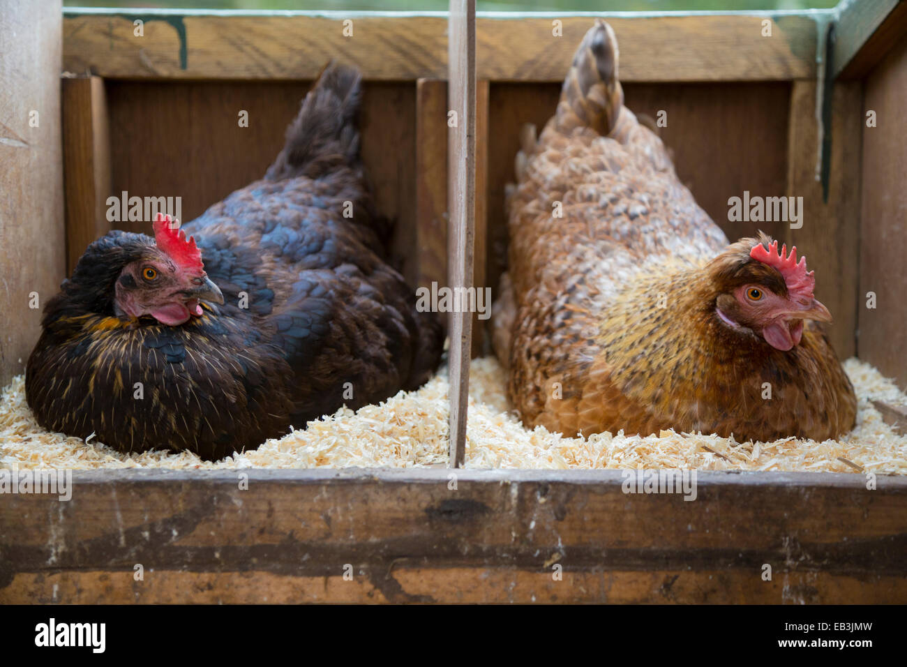 Two free range hens sitting on eggs in the hen house. Stock Photo