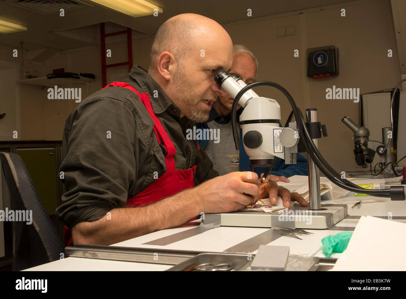 On board of German research vessel RV Sonne Adrian Flynn is identifying a Balbo sabretooth fish. Stock Photo