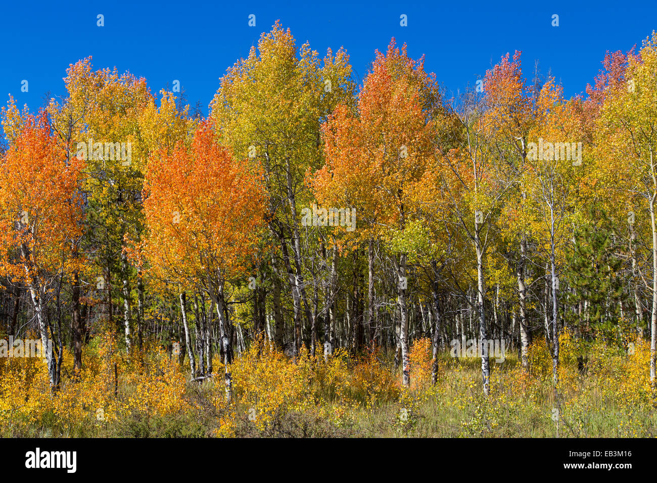 Fall color trees along Trail Ridge Road in Rocky Mountain National Park Colorado Stock Photo