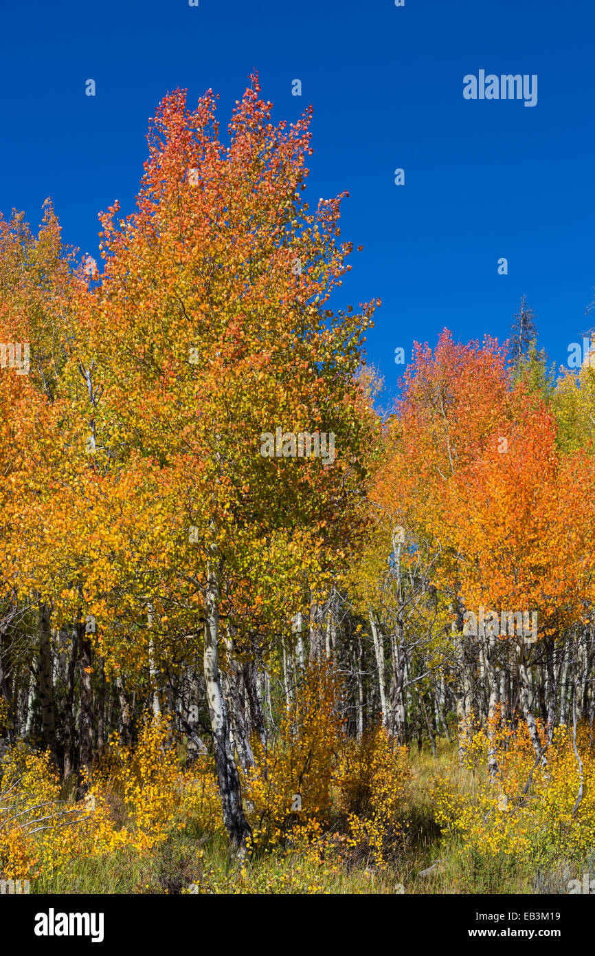 Fall color trees along Trail Ridge Road in Rocky Mountain National Park Colorado Stock Photo