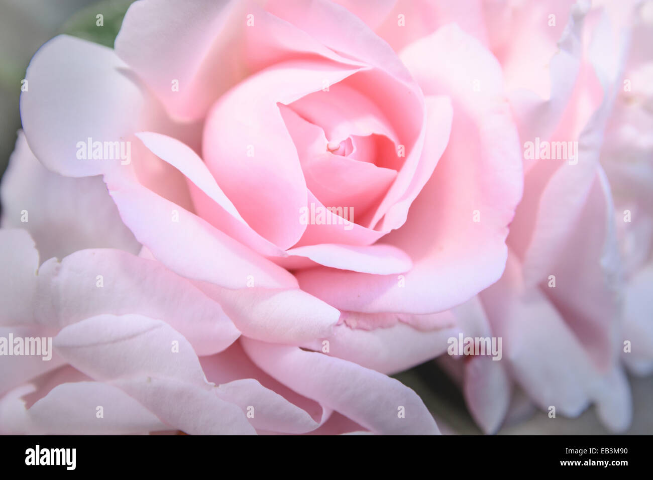 Pink silky soft rose close-up Stock Photo
