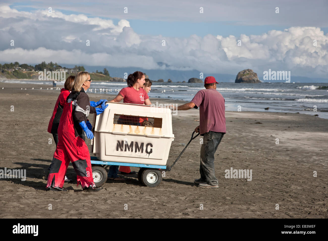 Volunteers transporting rescued & rehabilitated elephant seal for release. Stock Photo