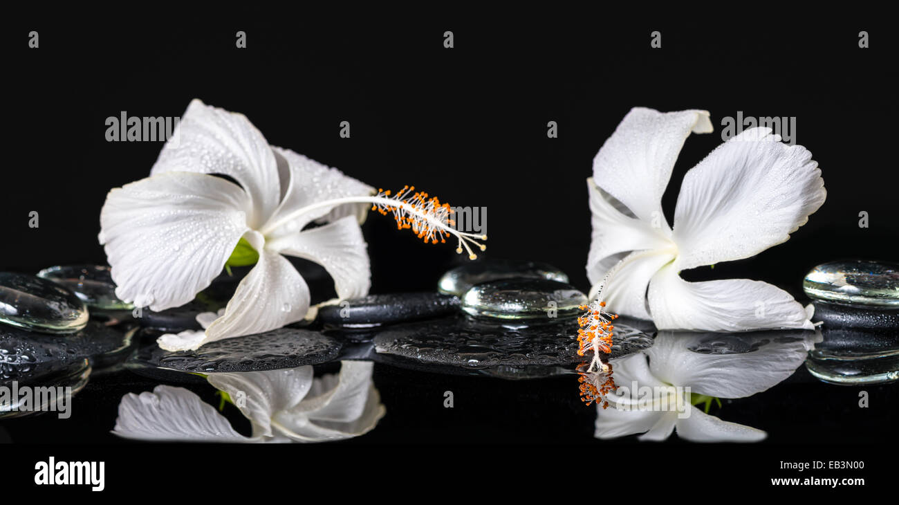 cryogenic spa concept of delicate white hibiscus, zen stones with drops and ice on reflection water, closeup Stock Photo