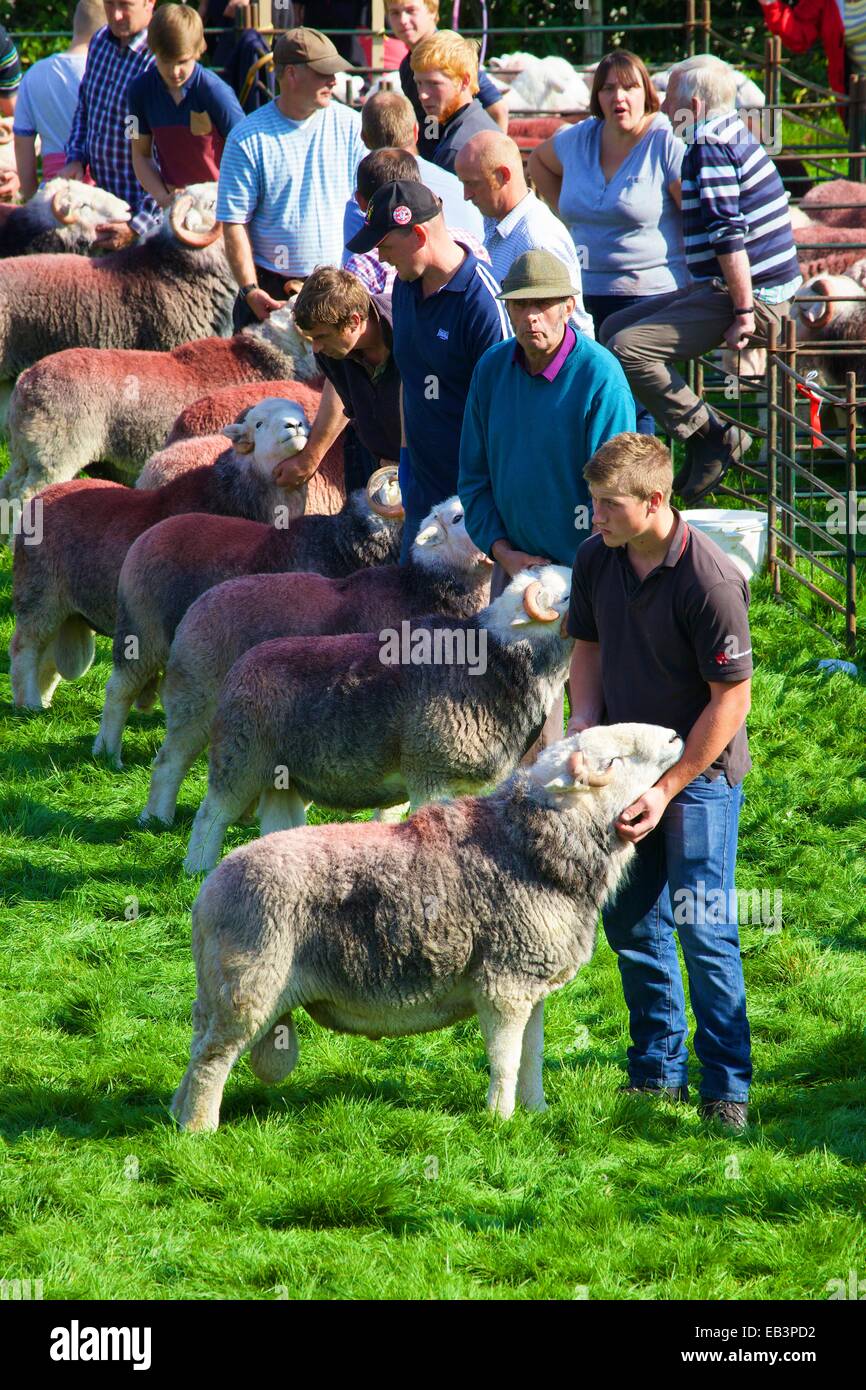 Shepherds showing their sheep. Borrowdale Shepherds’ Meet. Rosthwaite Borrowdale Cumbria England UK. Stock Photo