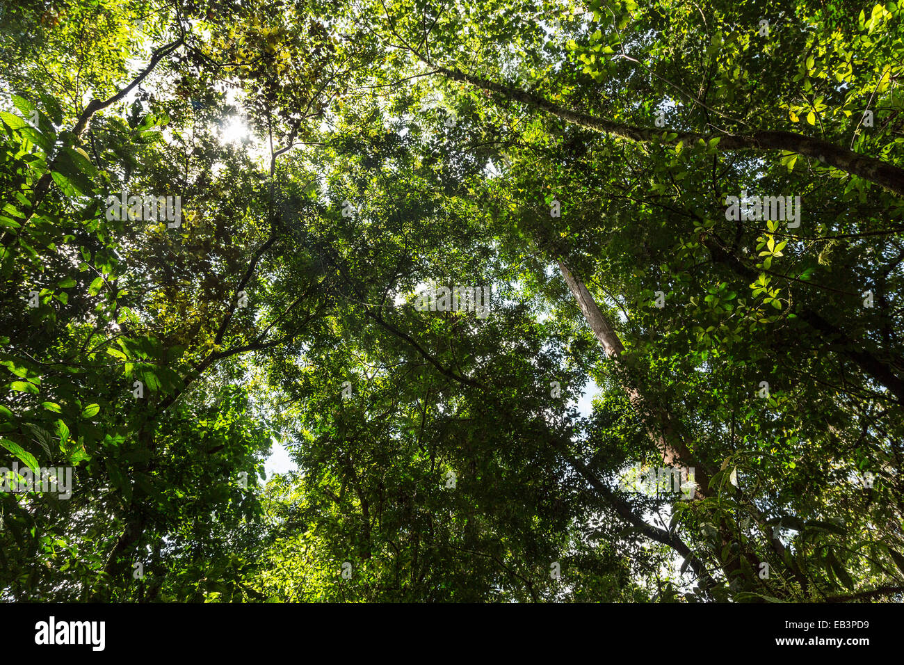 Rainforest canopy hi-res stock photography and images - Alamy