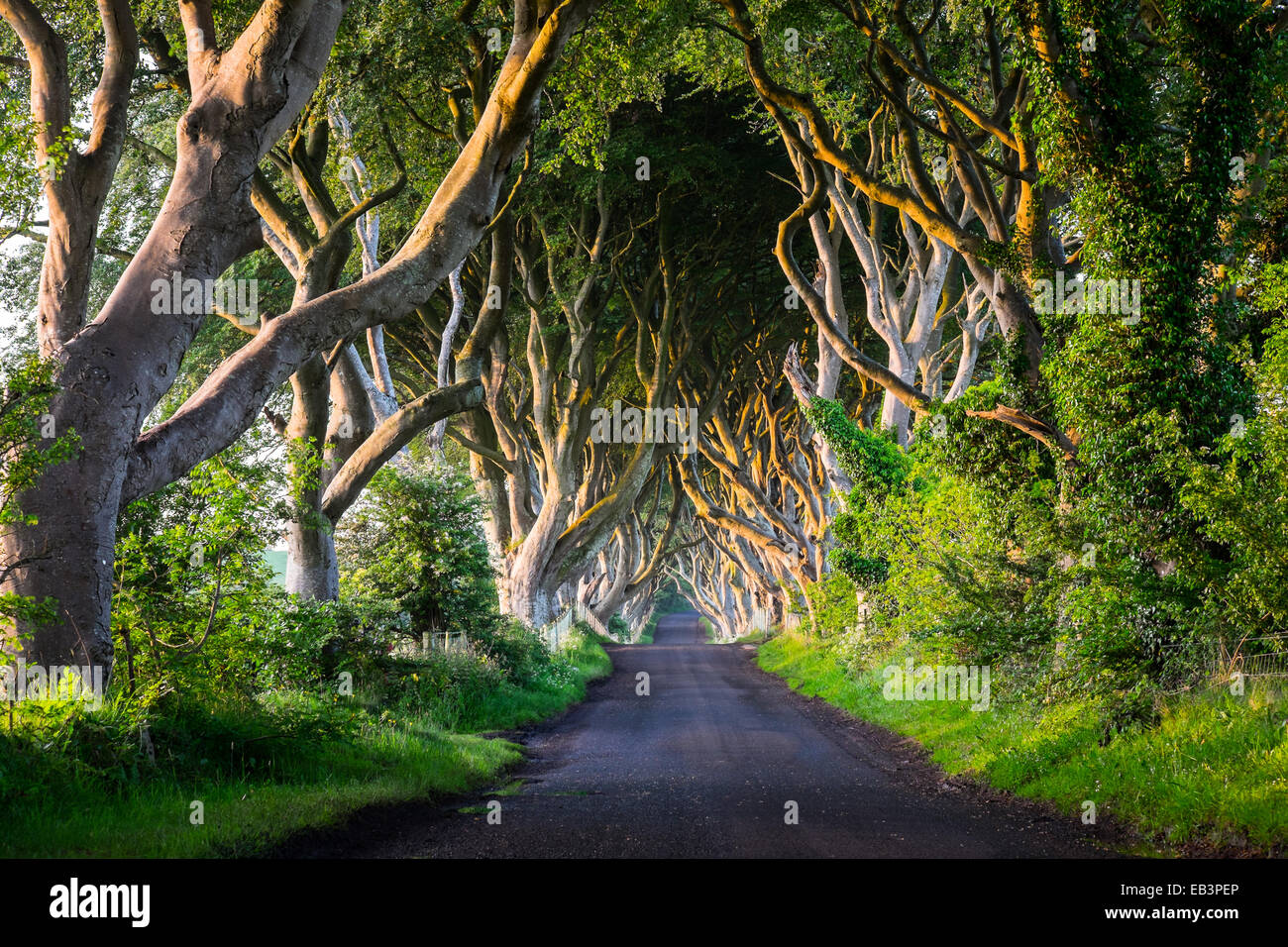 The Dark Hedges In Northern Ireland At Sunset In Beautiful Light Creating A Fairytale Image Where Also Part Of Game Of Thrones Stock Photo Alamy