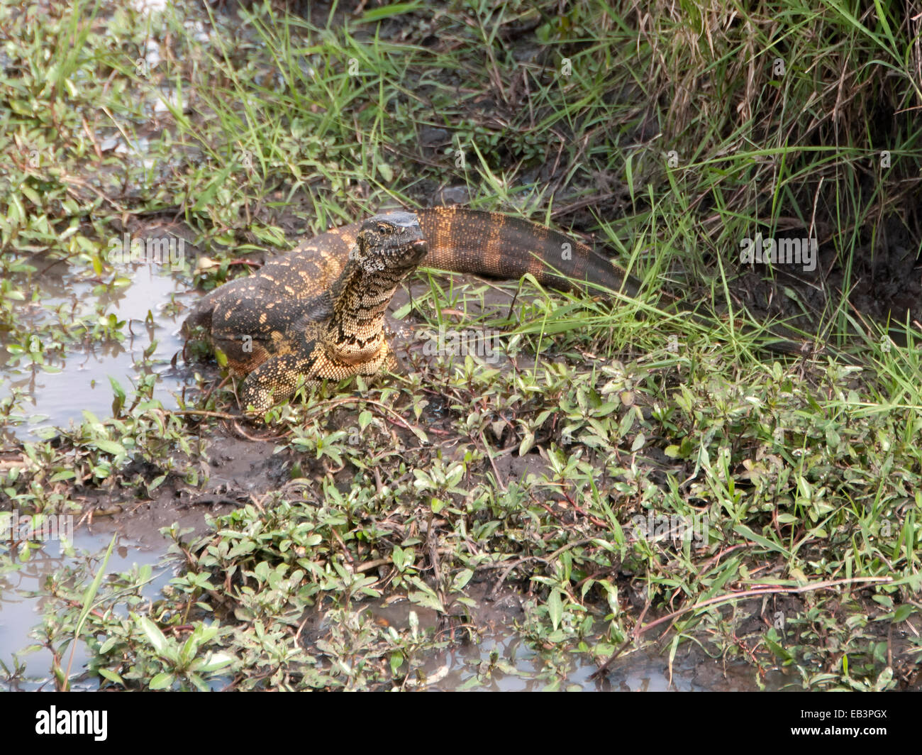A monitor lizard ( Varanus indicus ) searches for prey in a marsh of the Kenyan Masai Mara Stock Photo