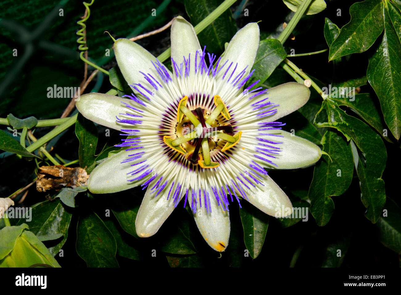 Blue passion flower or Common passion flower (Passiflora caerulea) Stock Photo
