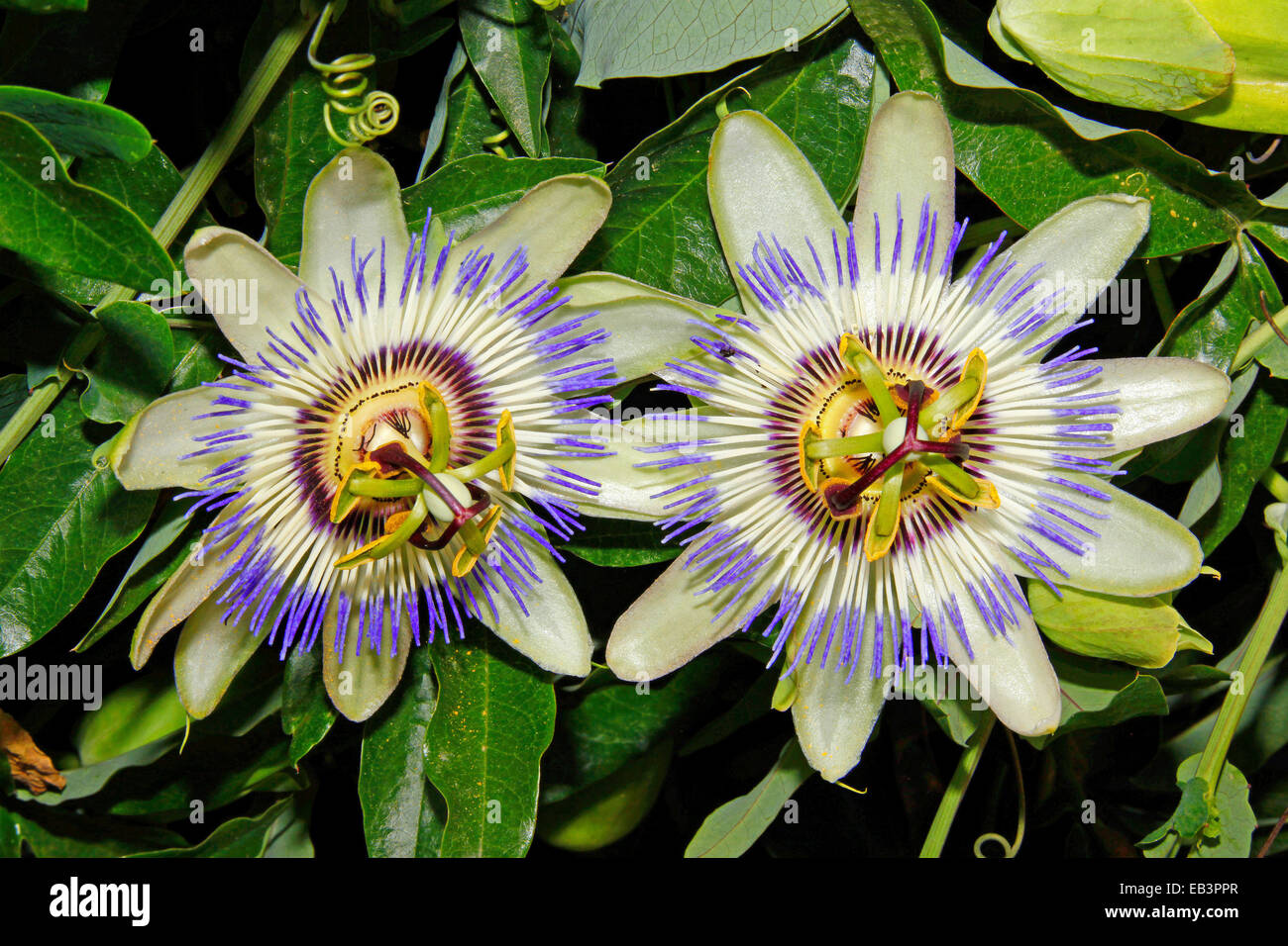 Blue passion flower or Common passion flower (Passiflora caerulea) Stock Photo