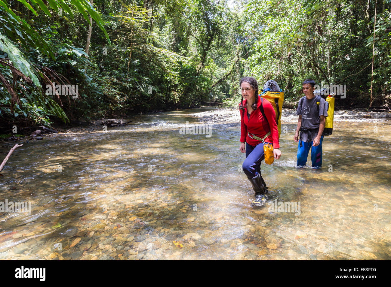Crossing river in rainforest, Mulu, Malaysia Stock Photo