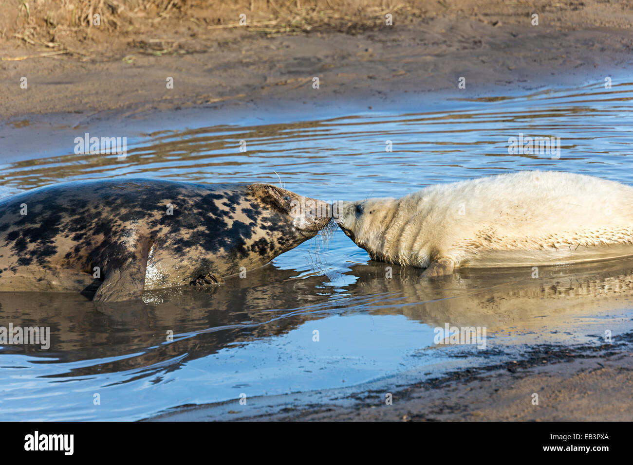 Grey seal, Halichoerus grypus, mother with pup, Donna Nook national nature reserve, Lincolnshire, England, UK Stock Photo
