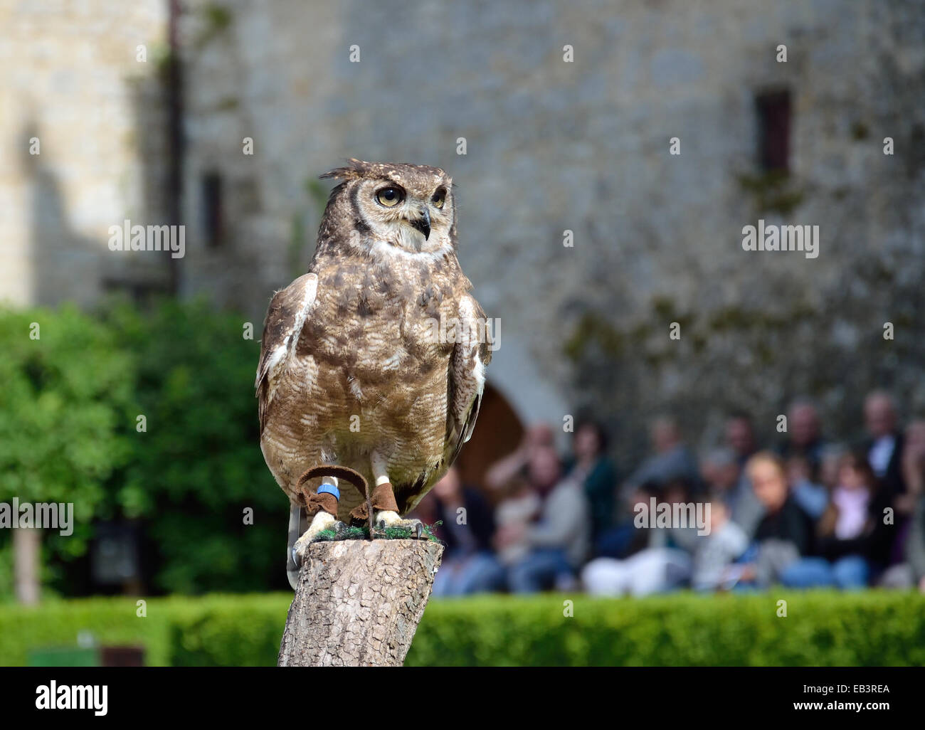 The large horned owl is sitting at the prey show in the chateau des Milandes. Stock Photo