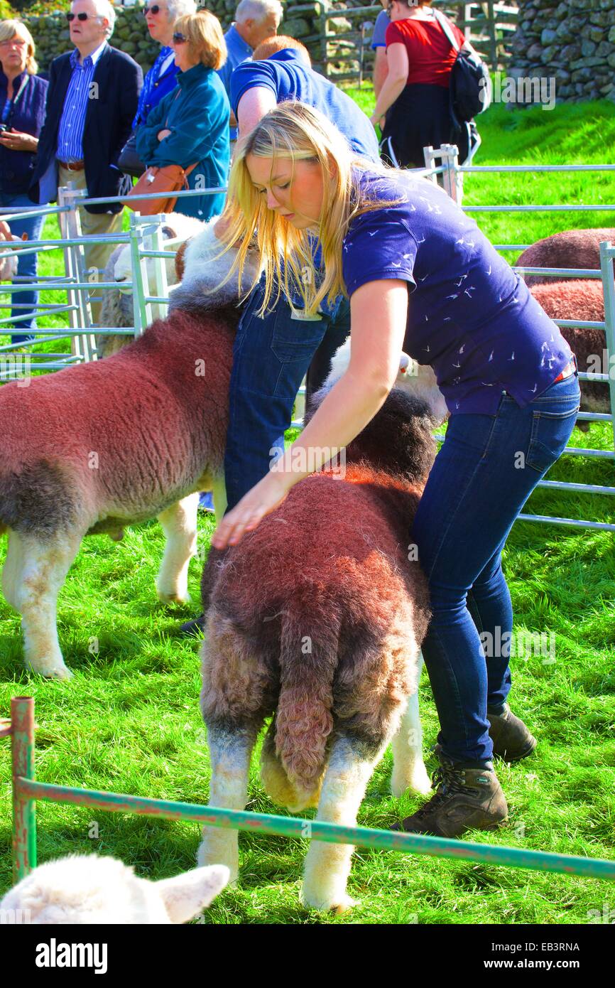 Shepherdess showing her sheep. Borrowdale Shepherds’ Meet. Rosthwaite Borrowdale Cumbria England UK. Stock Photo