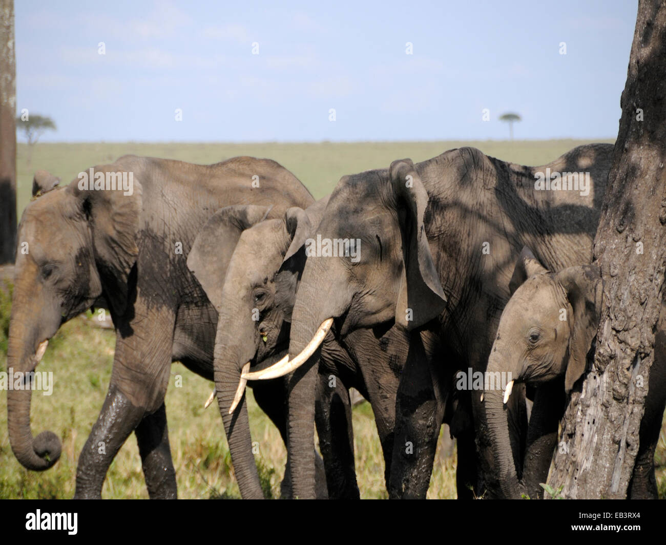 A group of African elephants ( Loxodonta africana ) squeeze through the
