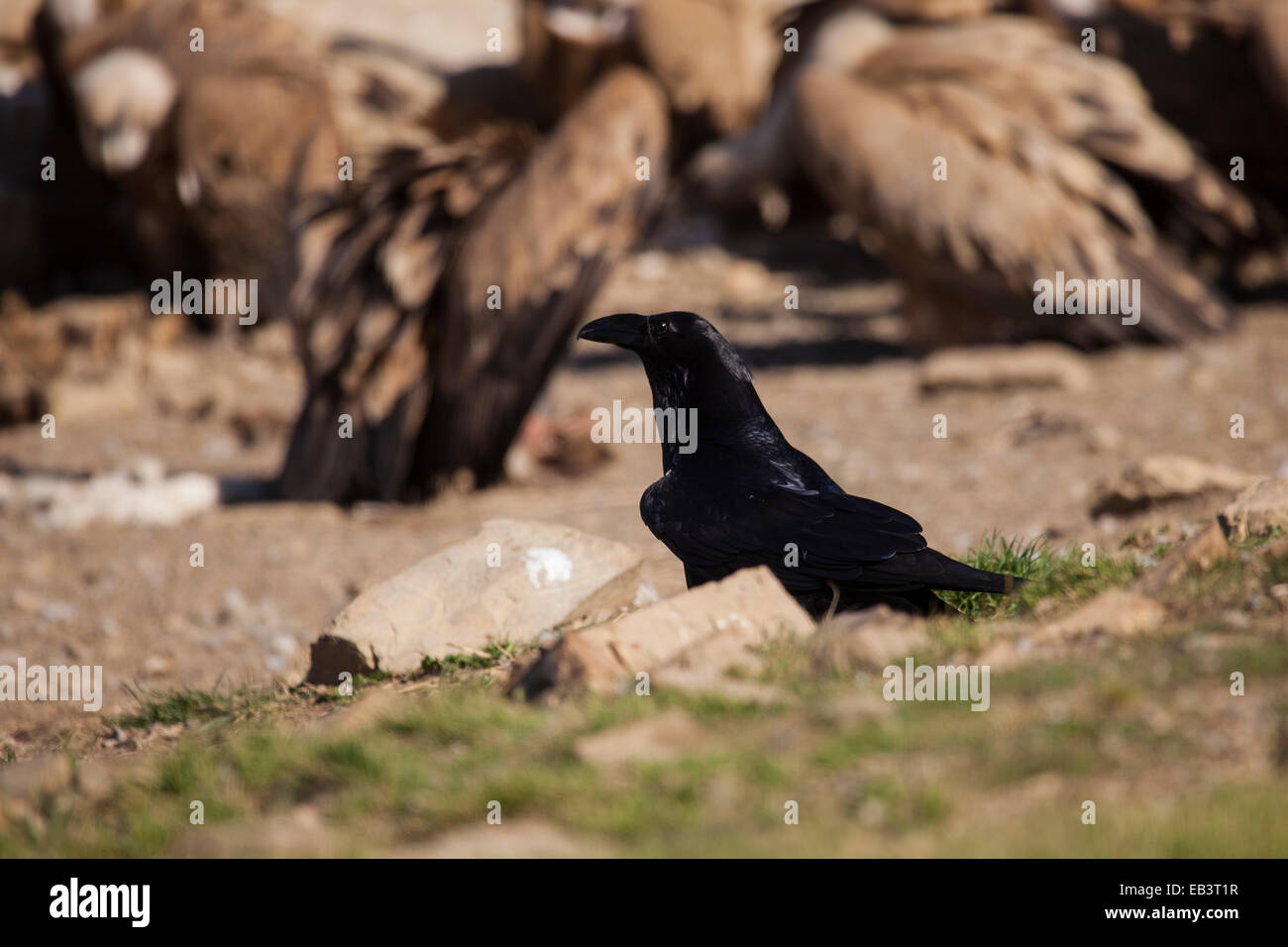 Common raven waiting vultures end up feeding Stock Photo