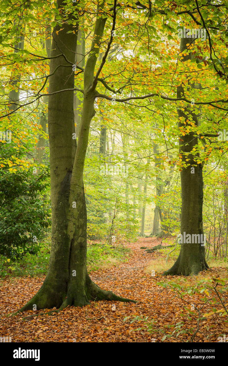 Chiltern Hills, Woodland, Wildlife, Beechwood