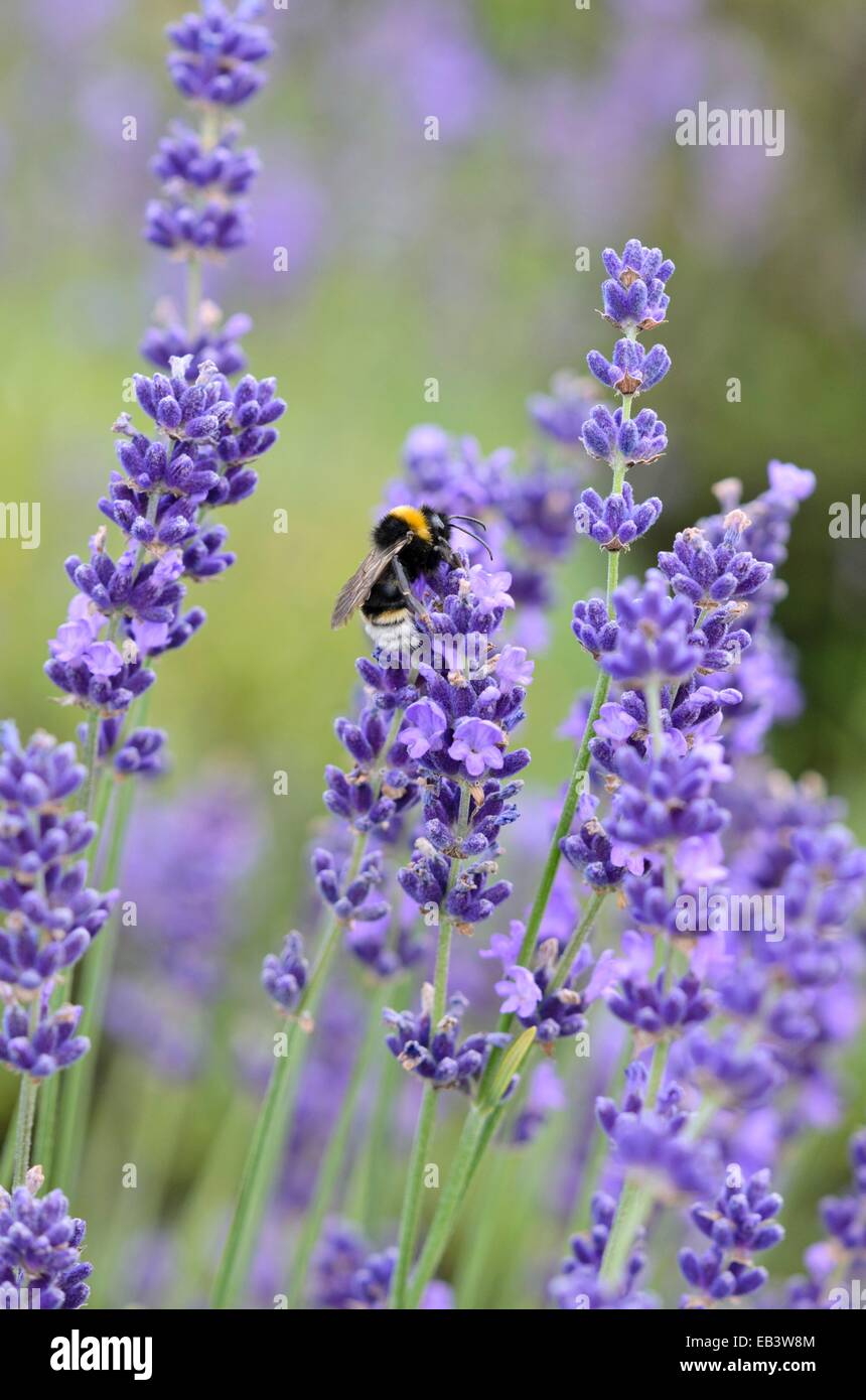 Common lavender (Lavandula angustifolia) and bumble bee (Bombus) Stock Photo