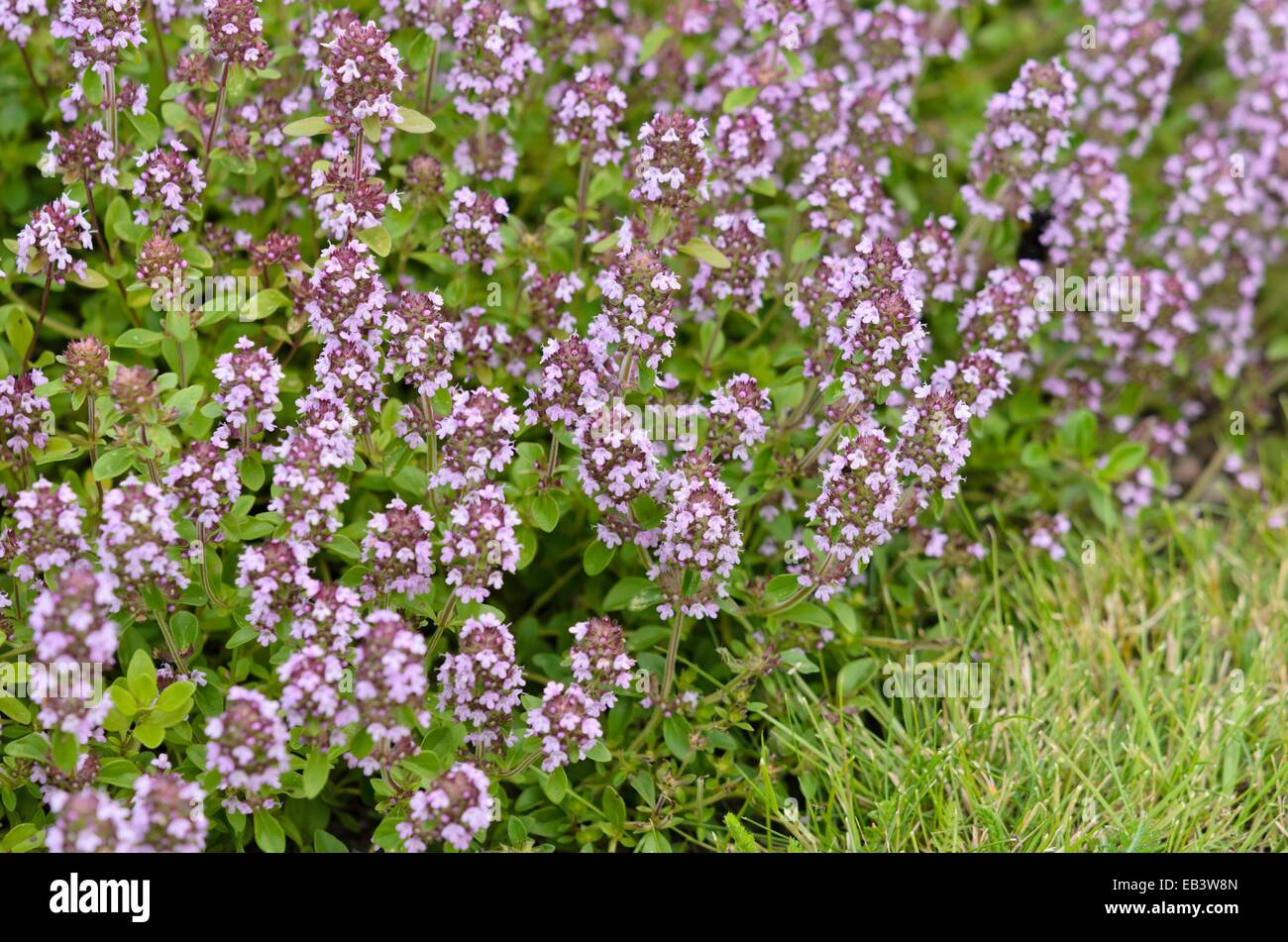 Wild thyme (Thymus serpyllum Stock Photo Alamy