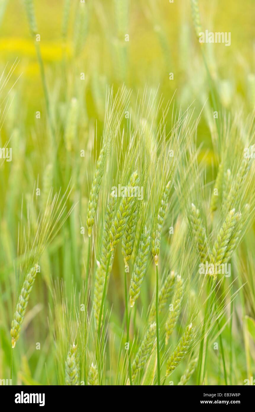 Emmer wheat (Triticum dicoccum) Stock Photo