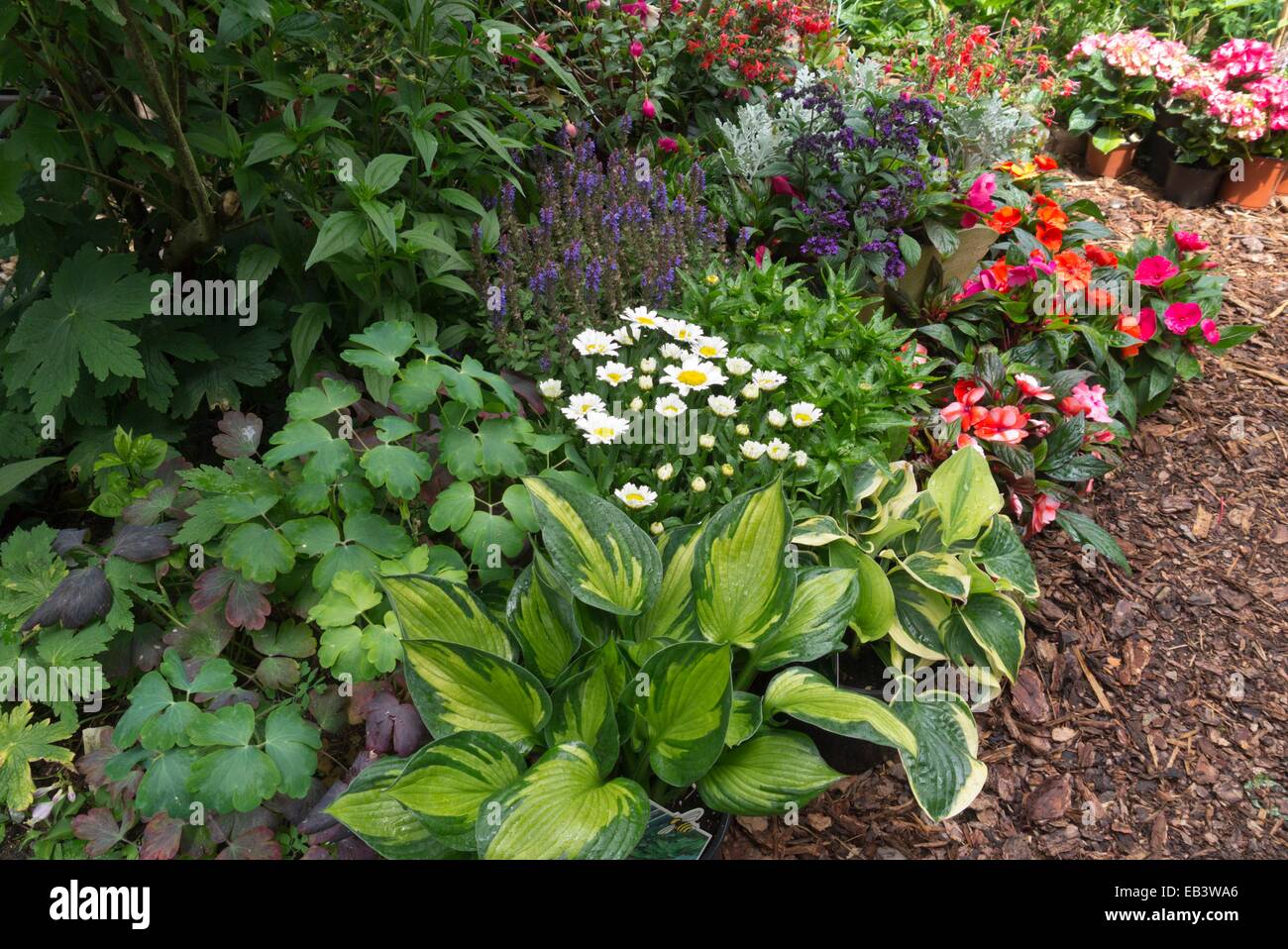 Plantain lilies (Hosta), daisies (Leucanthemum), garden heliotrope (Heliotropium arborescens) and buzy Lizzie (Impatiens walleriana) Stock Photo