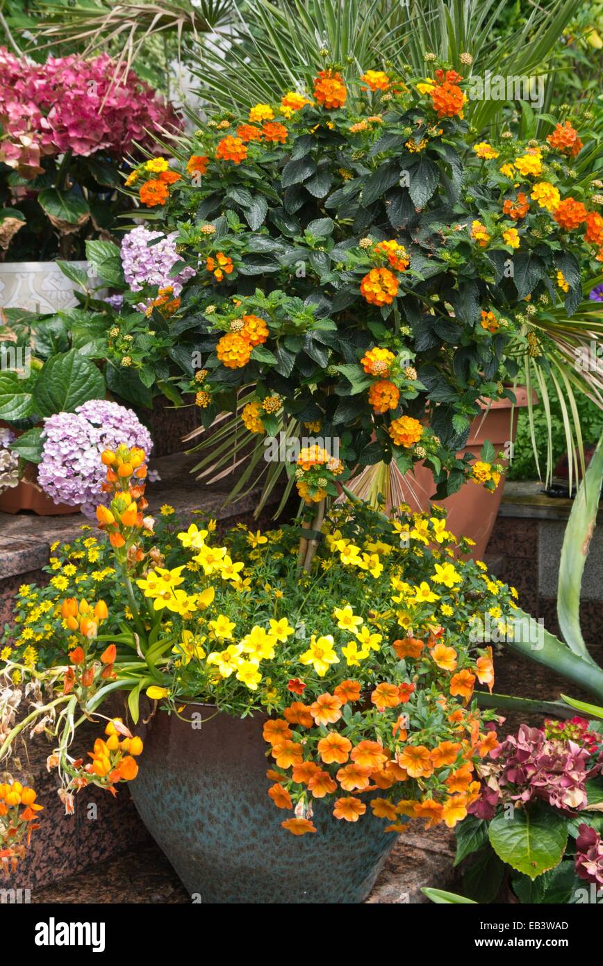 West Indian lantana (Lantana camara), beggarticks (Bidens) and Calibrachoa Stock Photo