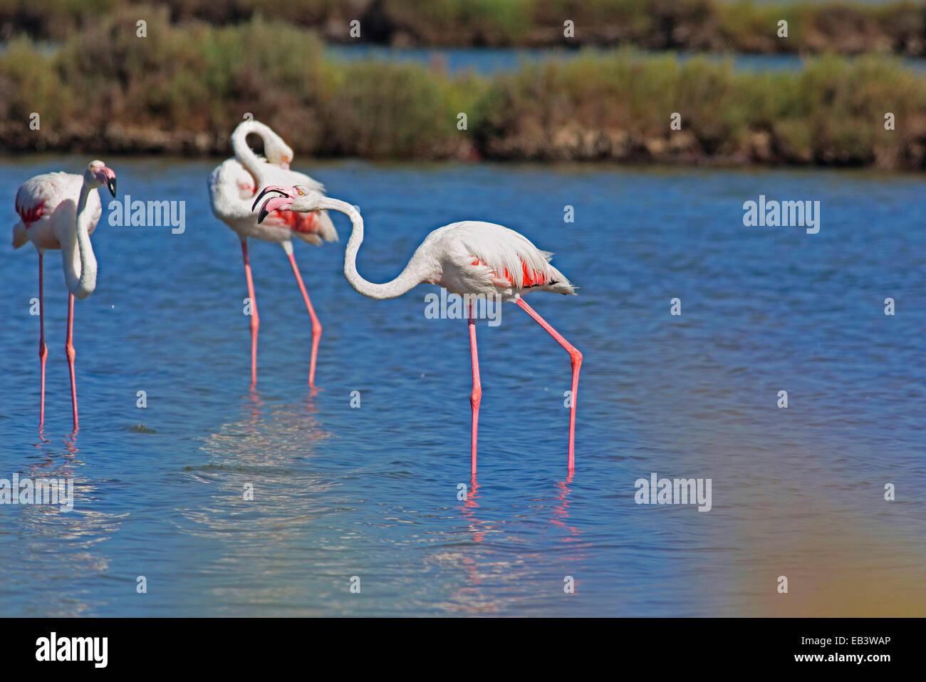 Roseate Flamingo (Phoenicopterus roseus) screaming with open beak Stock Photo