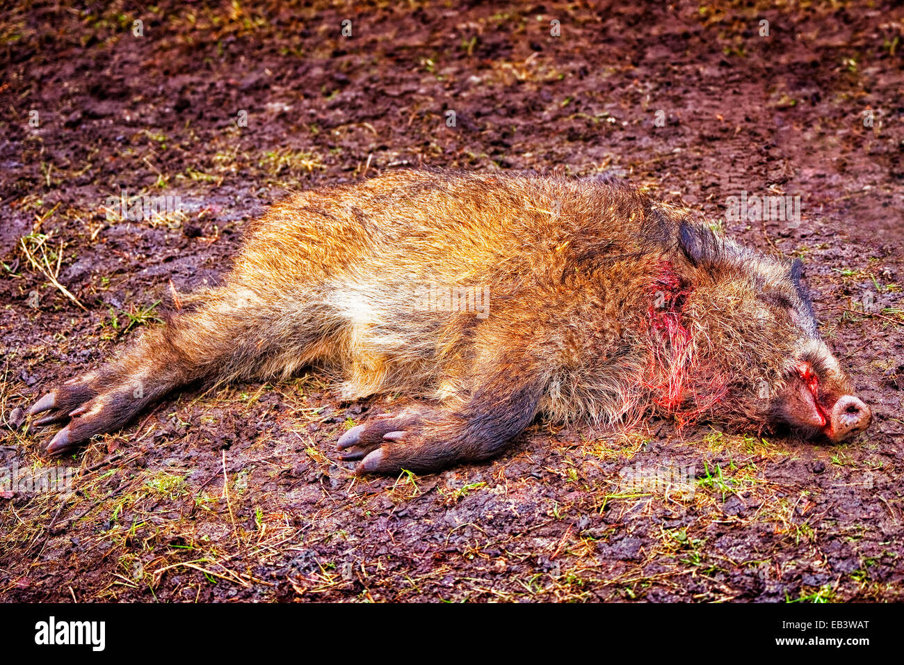 Killed on the hunt boar Stock Photo