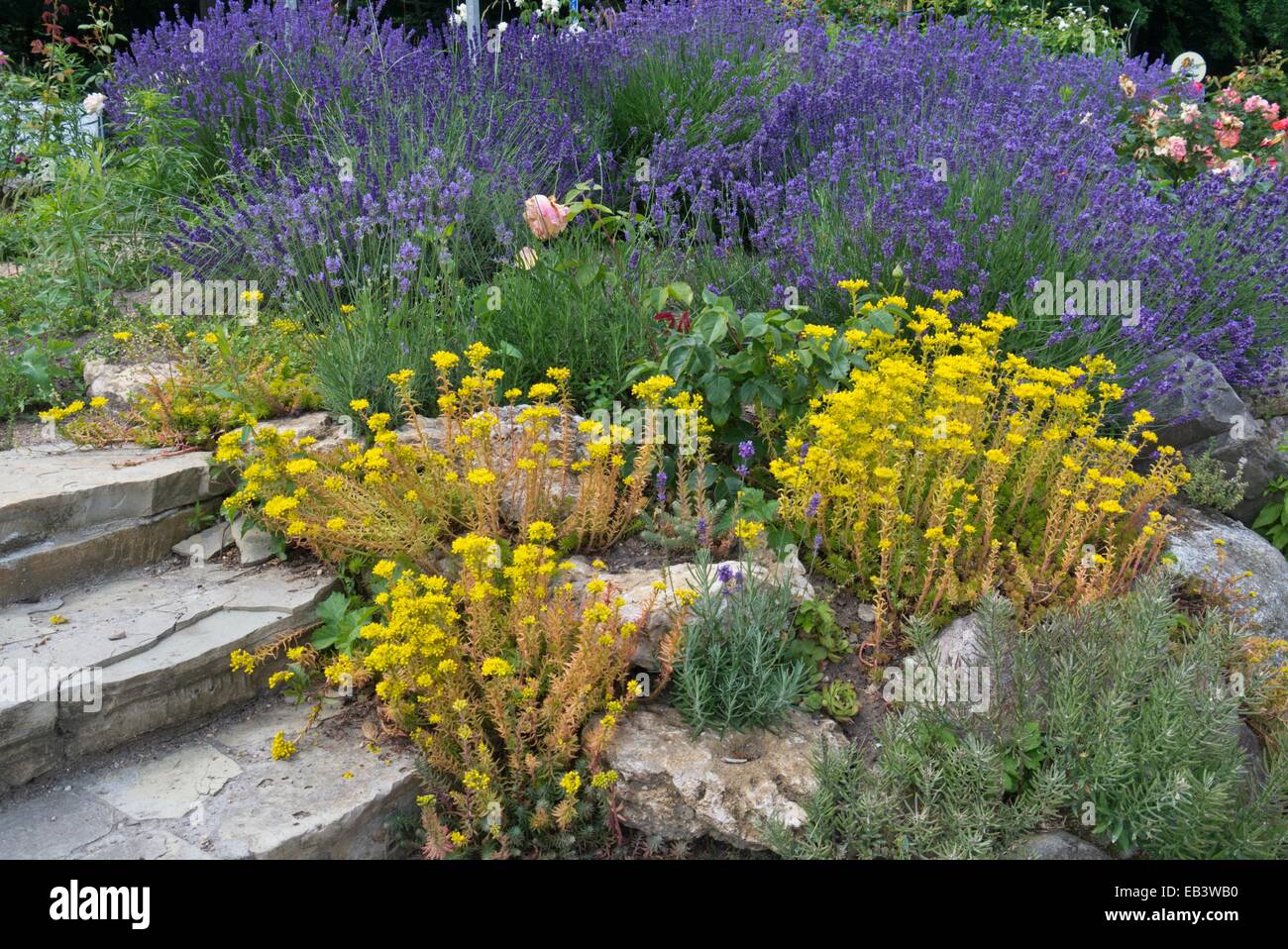 Stonecrops (Sedum) and lavenders (Lavandula) Stock Photo