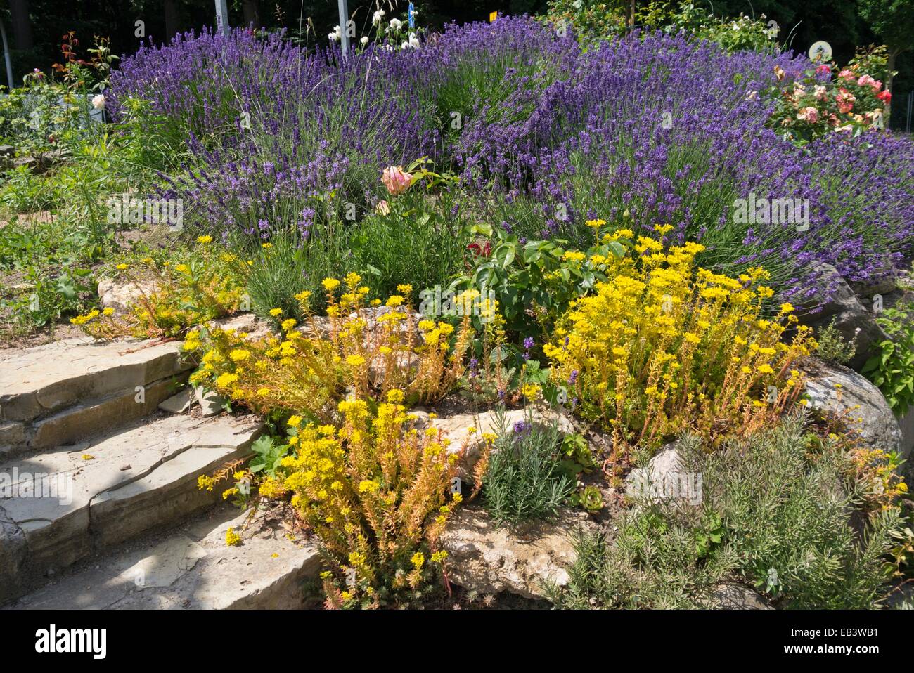 Stonecrops (Sedum) and lavenders (Lavandula) Stock Photo