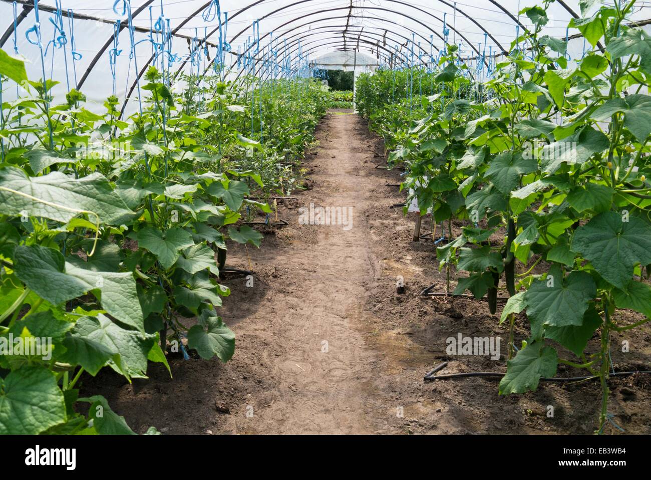 Cucumbers (Cucumis sativus) and tomatoes (Lycopersicon esculentum) in a poly greenhouse Stock Photo