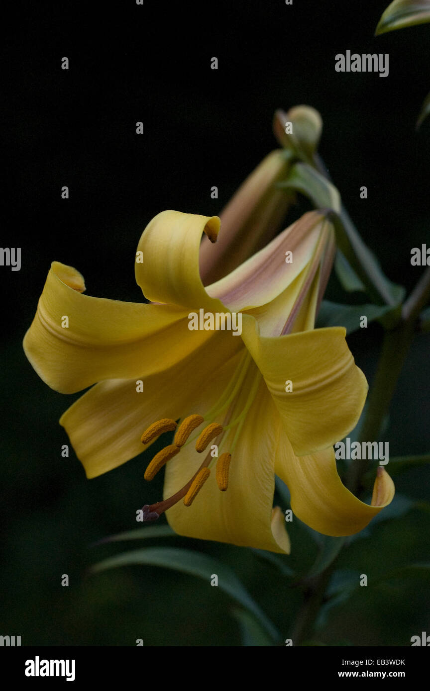 African Queen Lily With Black Background Hybrid Trumpet Lily Stunning Stock Photo Alamy