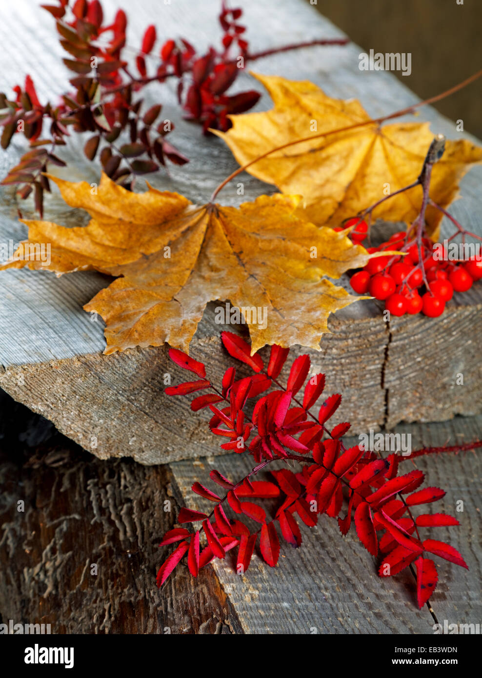Old dry maple leaf hi-res stock photography and images - Alamy