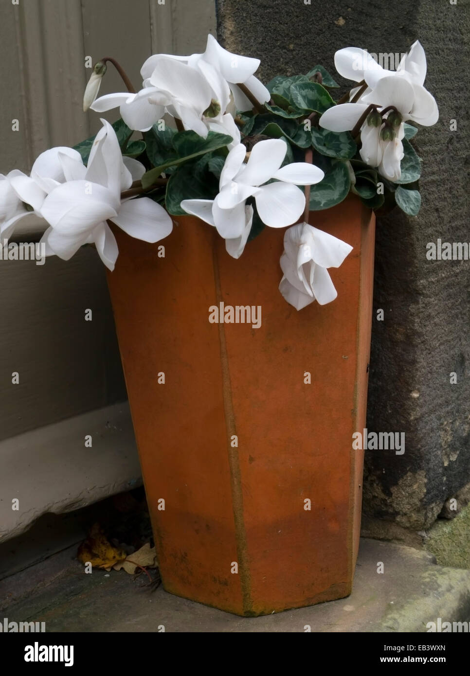 White Cyclamen flowers. Stock Photo