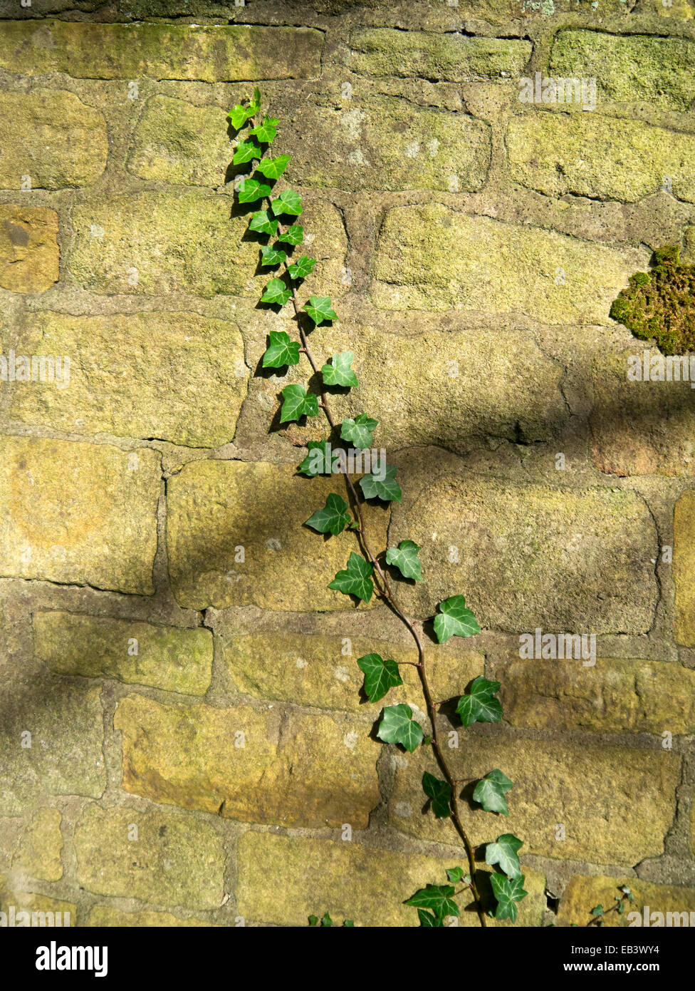 Ivy growing up a traditional stone wall Stock Photo Alamy
