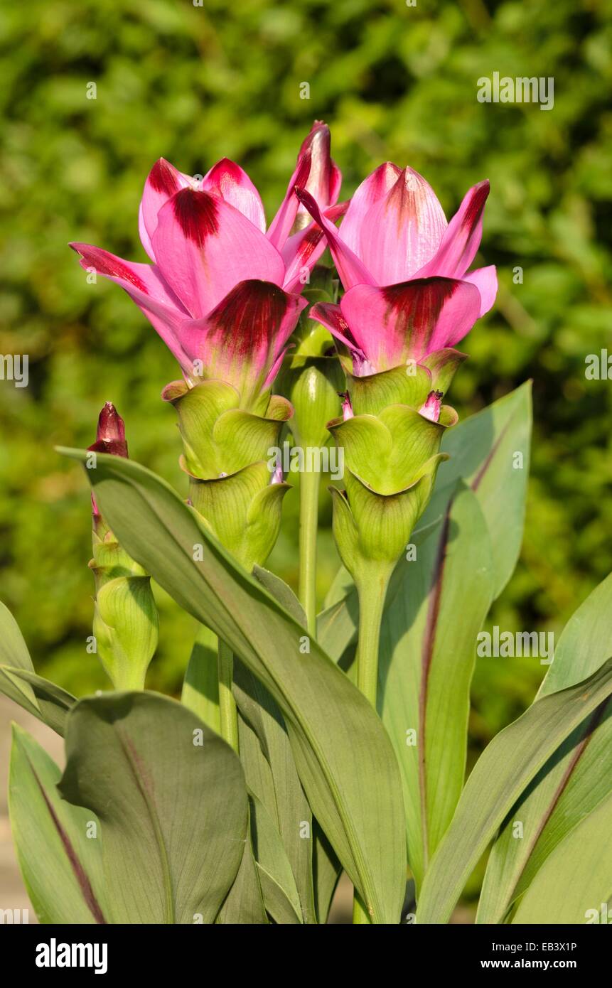 Thai tulip (Curcuma alismatifolia) Stock Photo