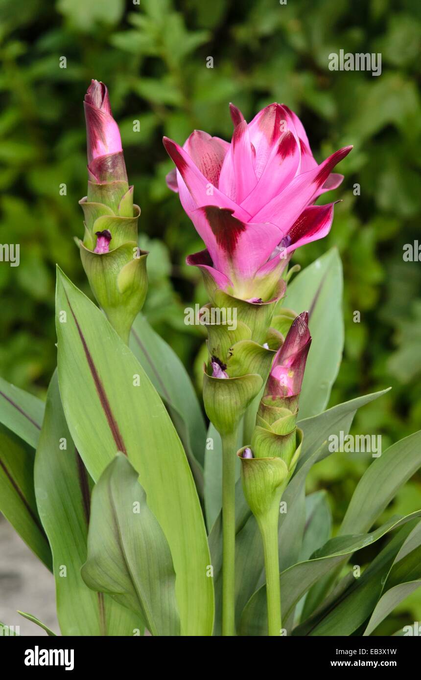 Thai tulip (Curcuma alismatifolia) Stock Photo