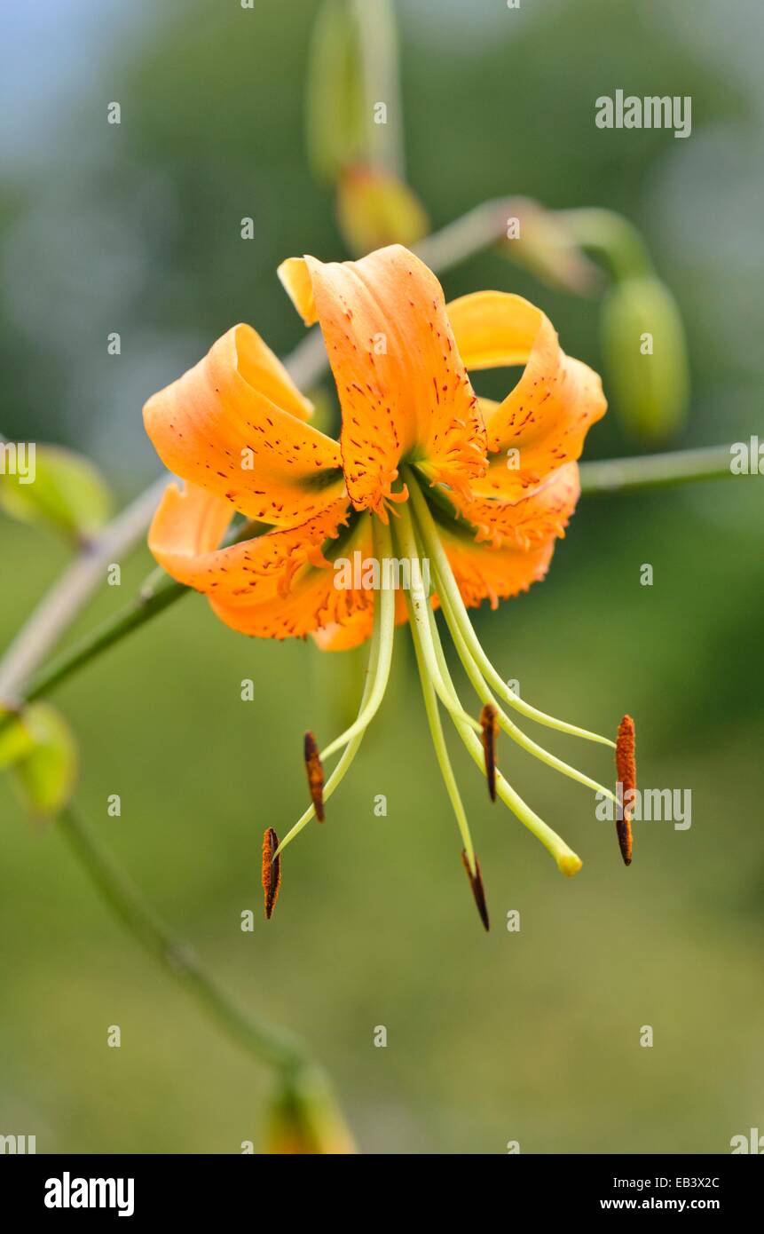 Henry's lily (Lilium henryi) Stock Photo