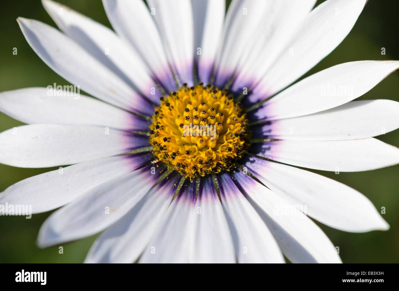Ox-eye daisy (Dimorphotheca pluvialis) Stock Photo