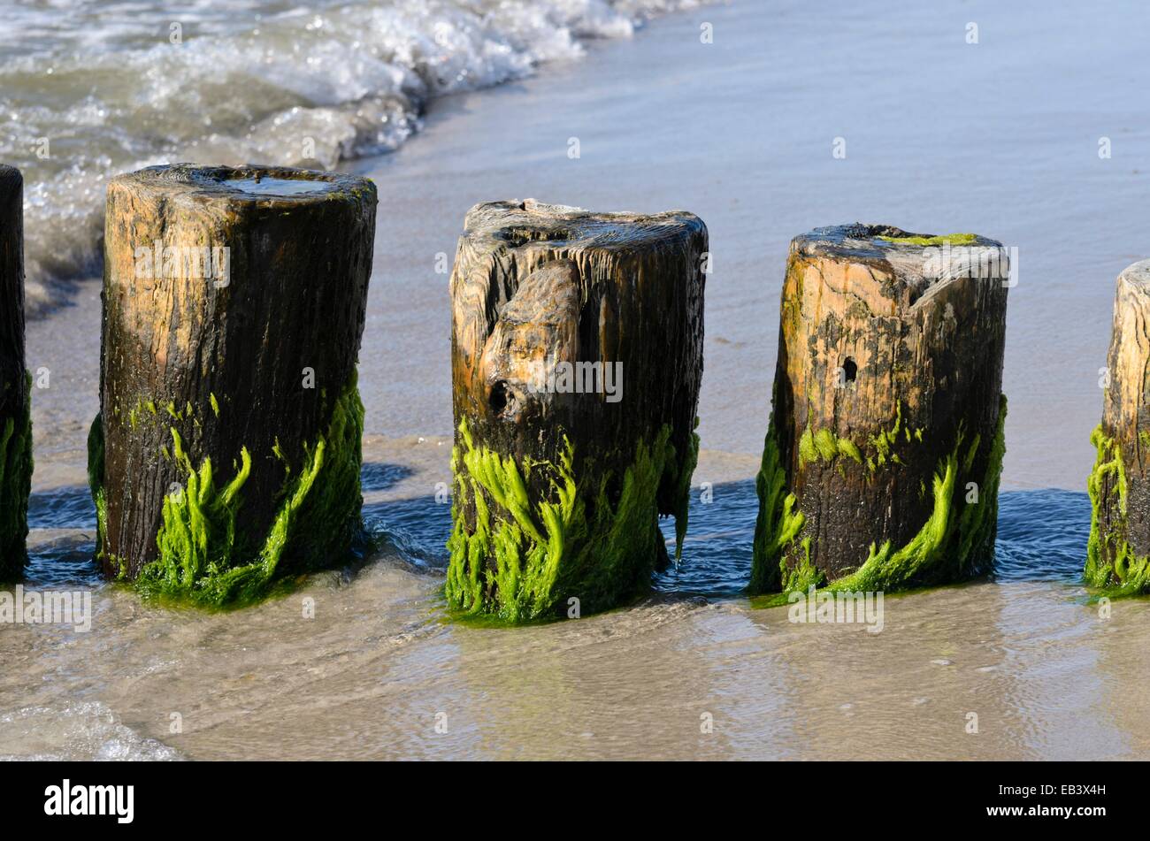 Breakwater with algae Stock Photo