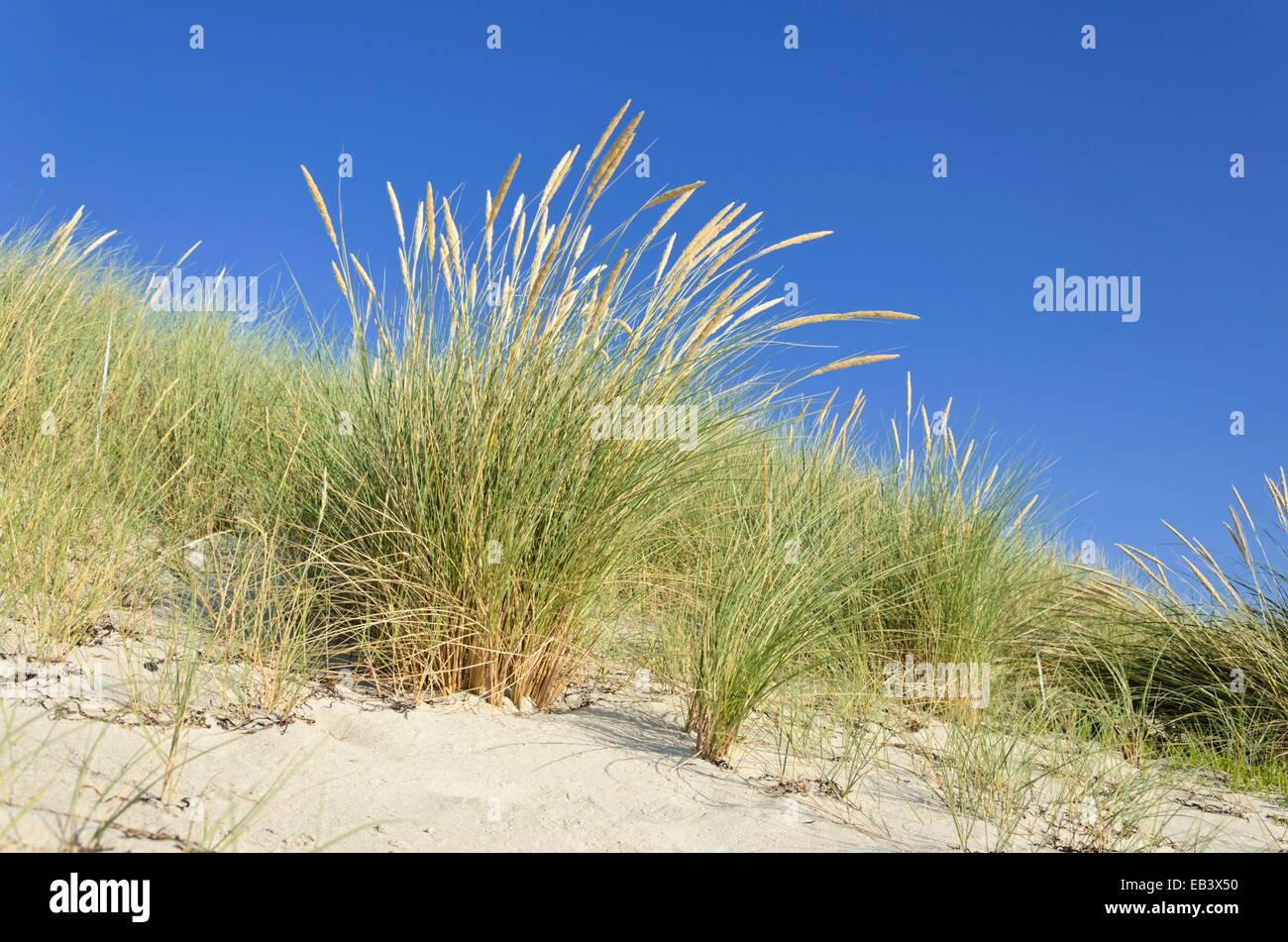 Common beach grass (Ammophila arenaria) Stock Photo
