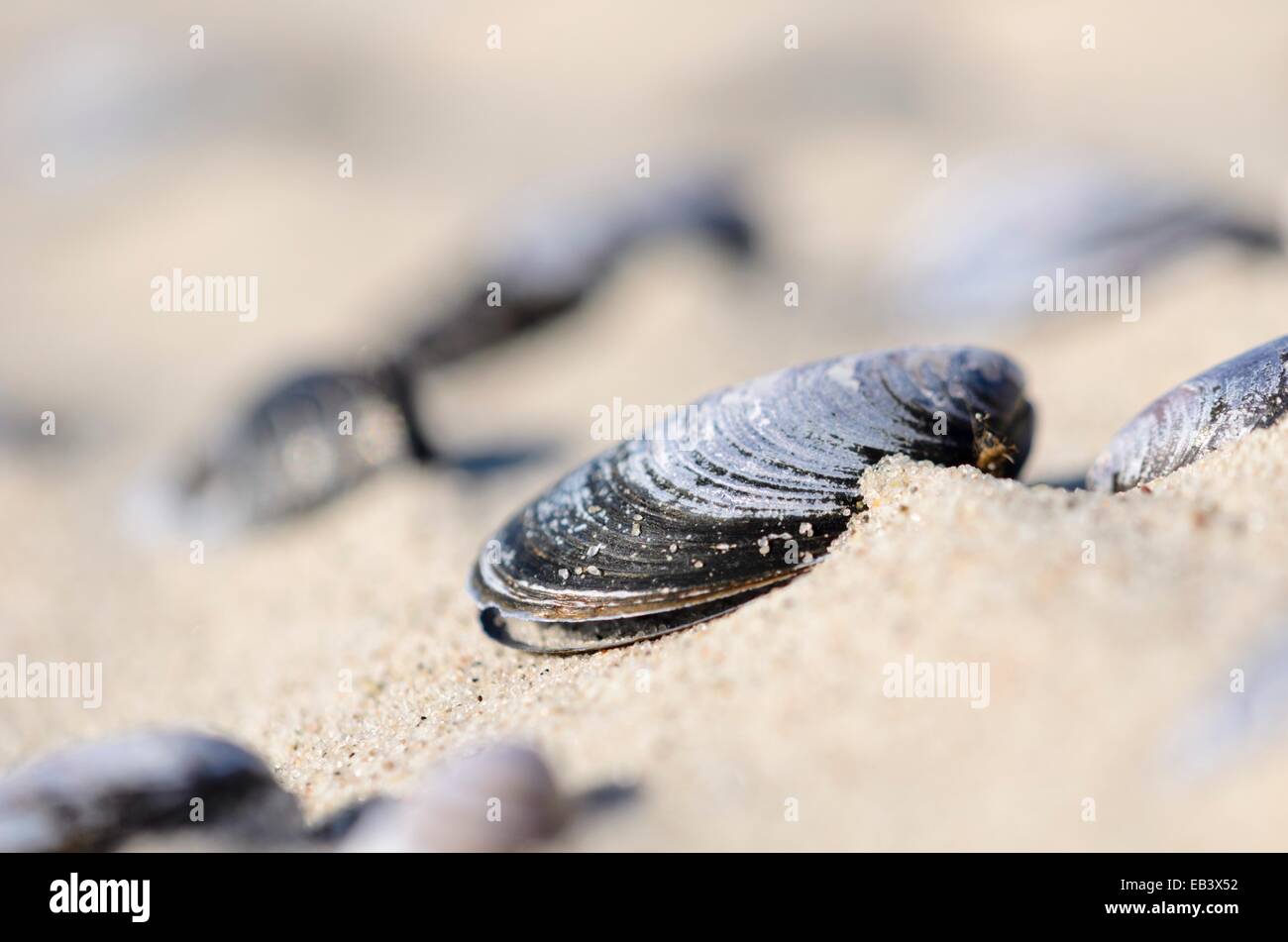 Blue mussel (Mytilus edulis) Stock Photo