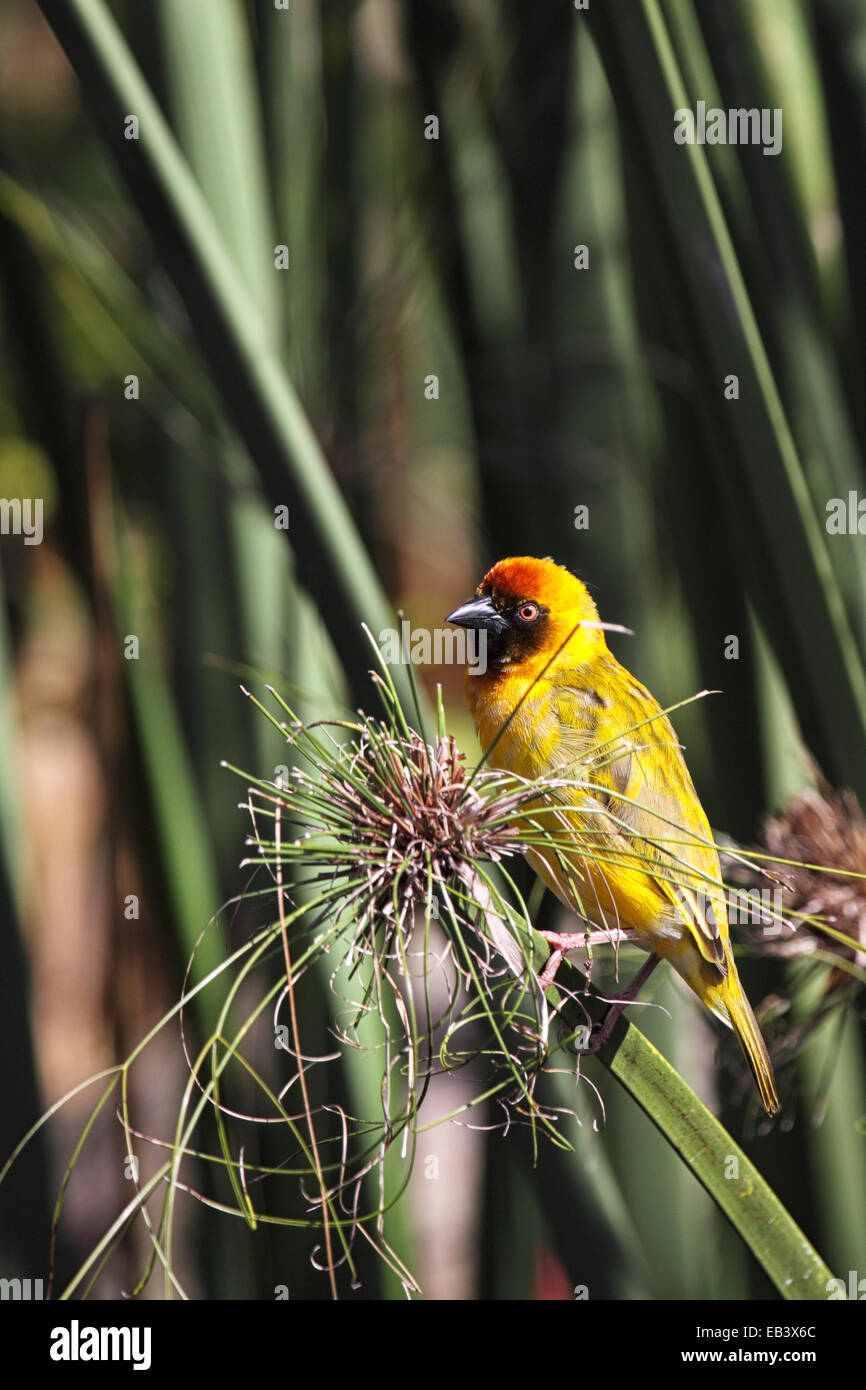 Male Village Weaver (Ploceus cucullatus) sitting on a reed Stock Photo