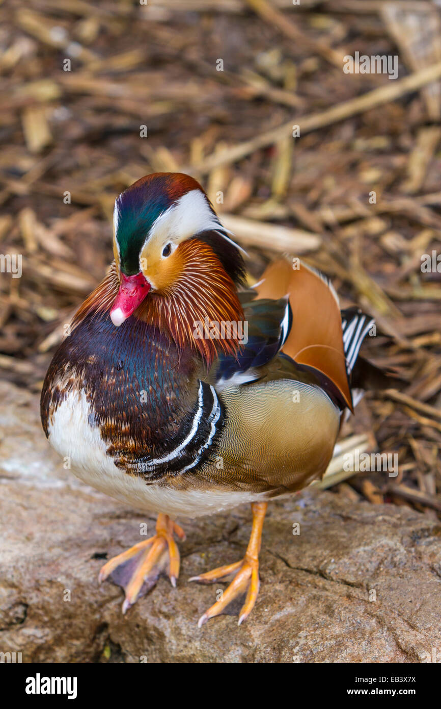 The Mandarin Duck at the Gladys Porter Zoo in Brownsville, Texas, USA. Stock Photo