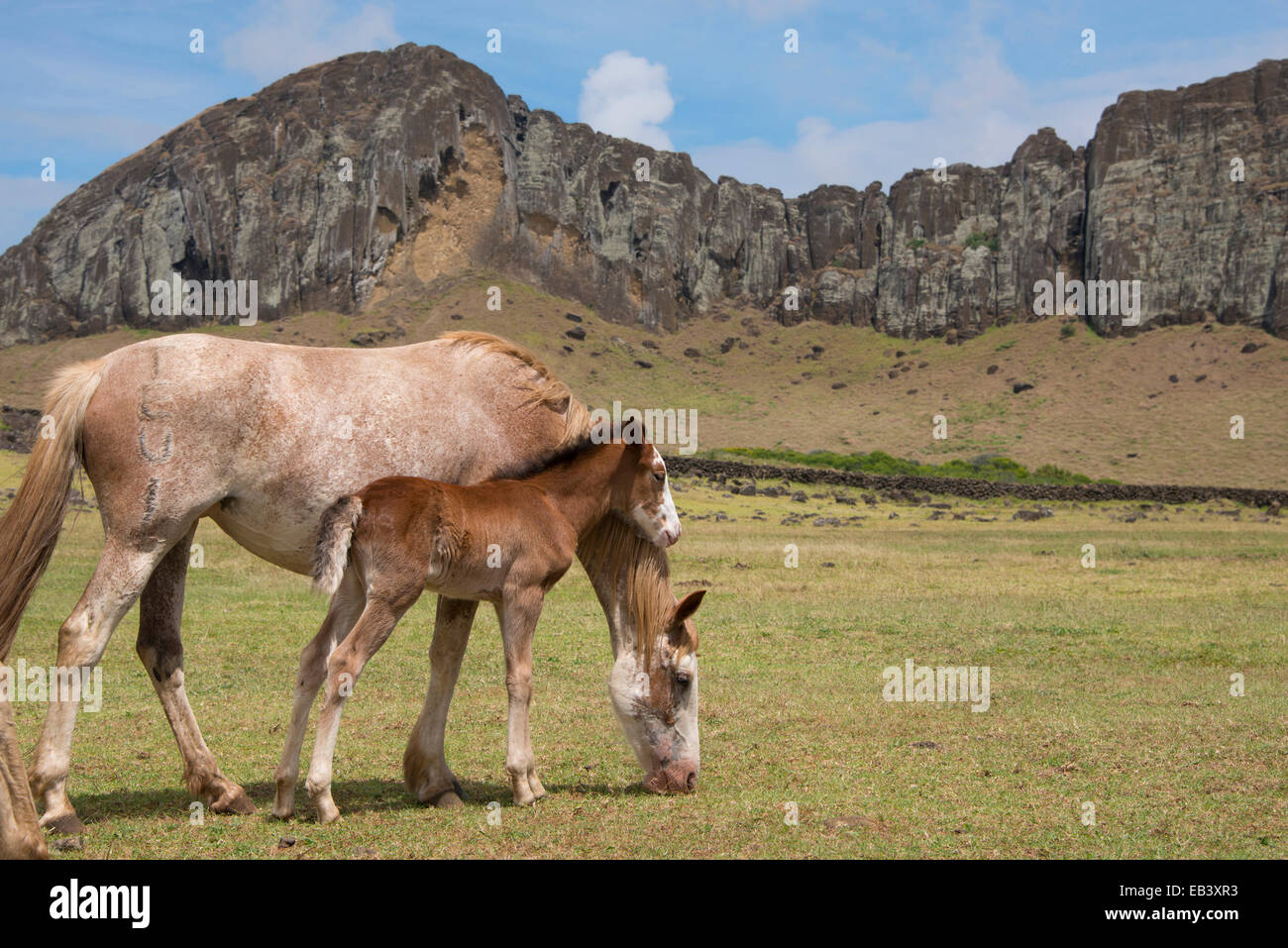 Chile, Easter Island (aka Rapa Nui). Rapa Nui National Park. Mare and colt in front of volcanic crater of Rano Raraku. Stock Photo