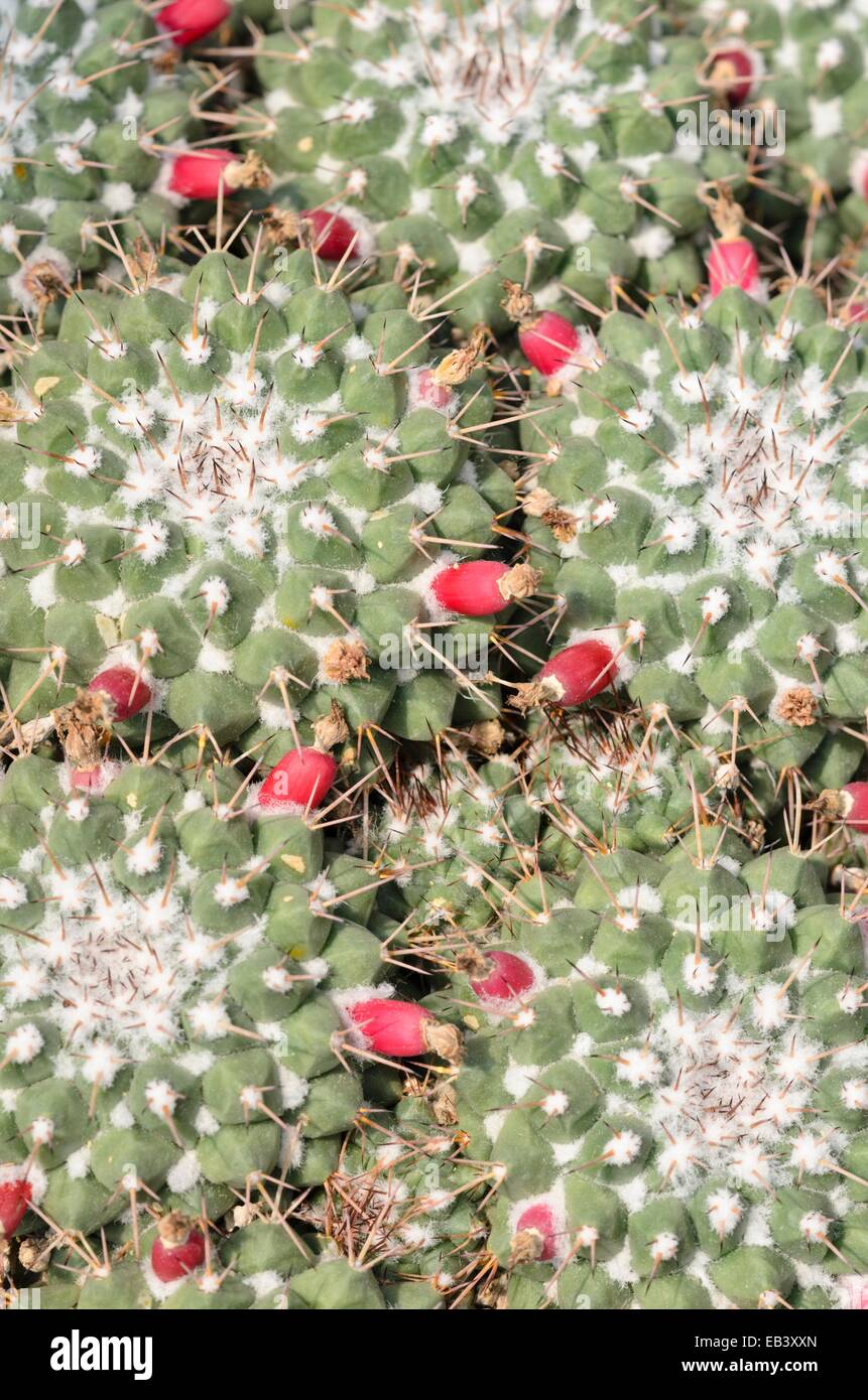 Nipple cactus (Mammillaria compressa) Stock Photo