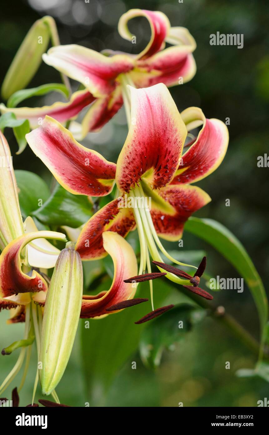 Oriental trumpet lily (Lilium Scheherazade Stock Photo - Alamy