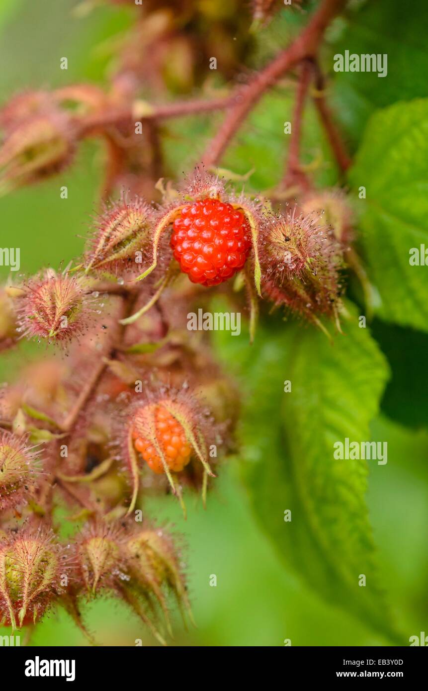 Wineberry (Rubus phoenicolasius) Stock Photo
