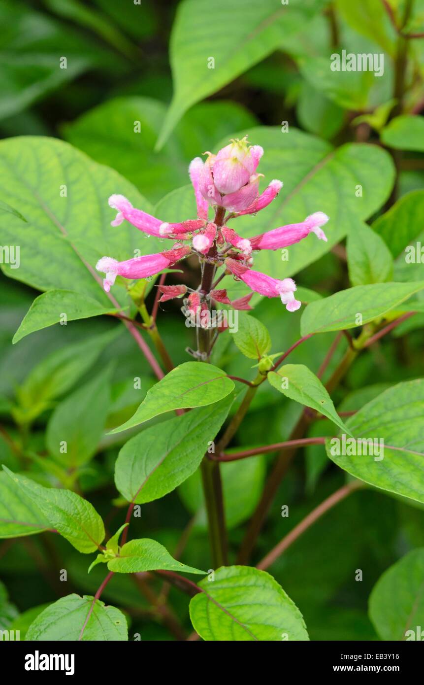 Roseleaf sage (Salvia involucrata) Stock Photo