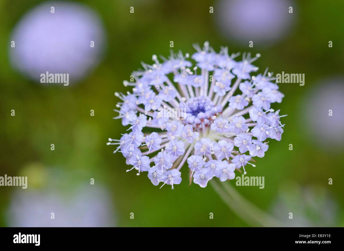 Blue lace flower (Trachymene coerulea syn. Didiscus caeruleus) Stock Photo