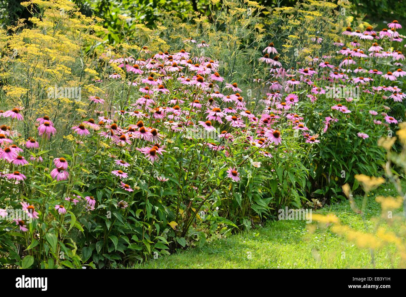 Purple cone flower (Echinacea purpurea) and fennel (Foeniculum vulgare